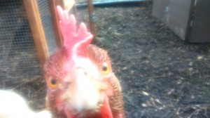 Chicken saying hello